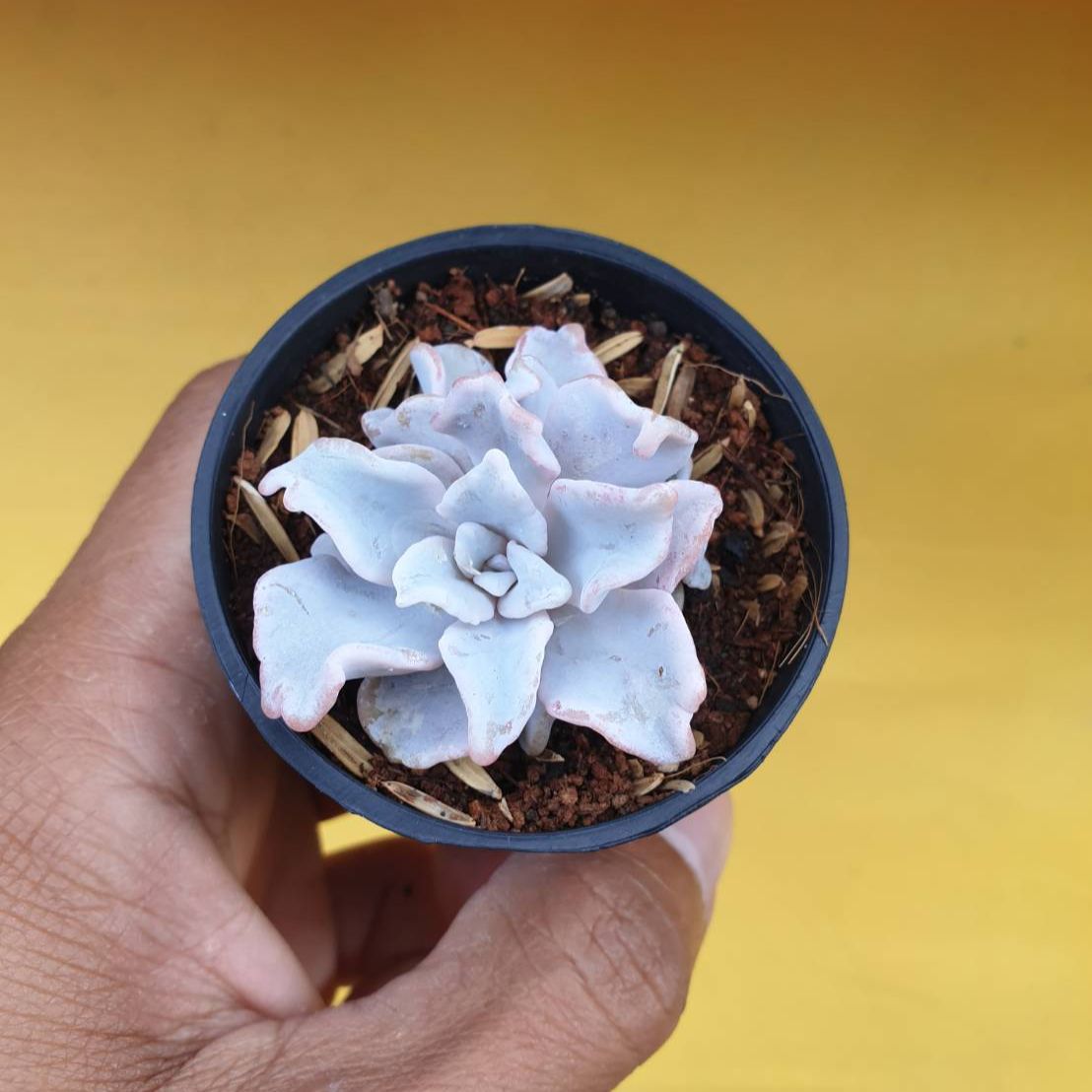 Echeveria Crispate