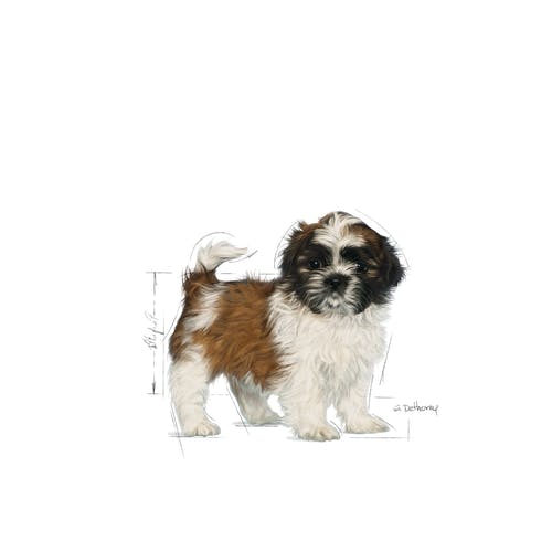 Royal Canin Shih Tzu สำหรับสุนัขพันธุ์ ชิห์สุ ขนาด 1.5kg (image 2)