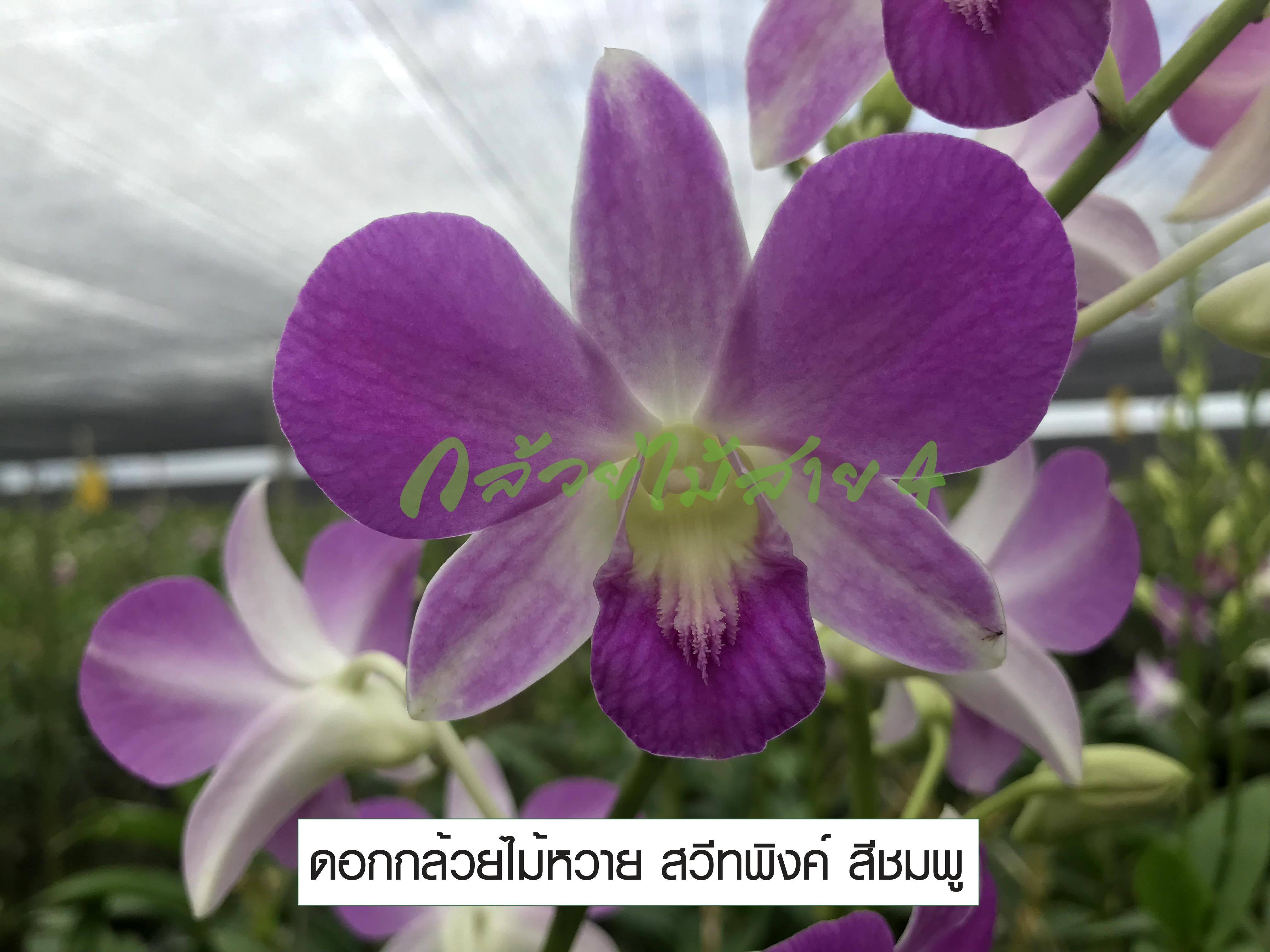 กล้วยไม้สกุลหวาย สวีทพิงค์ กระถาง 3.5 นิ้ว อายุ 1 ปี (Dendrobium Sweet Pink Orchid Plant)
