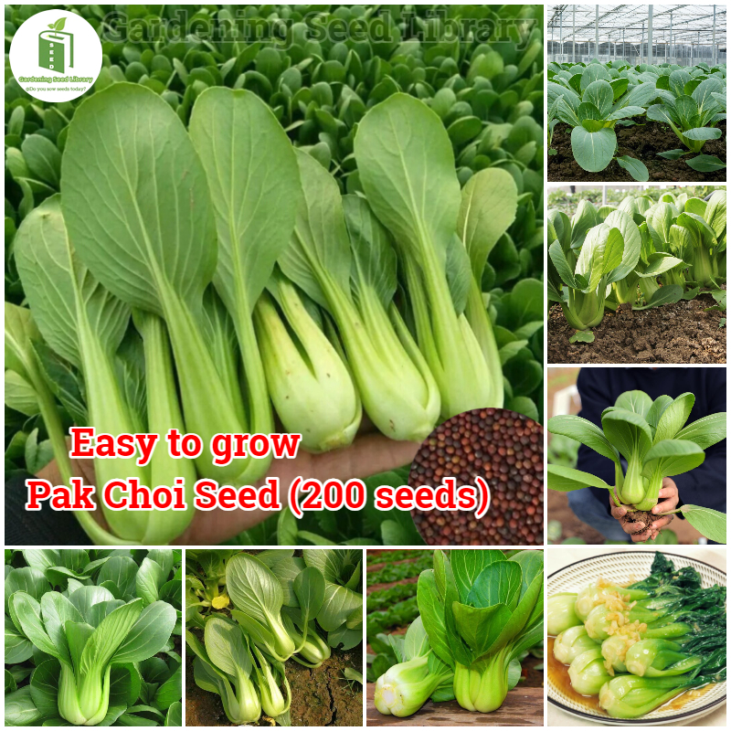 Easy To Grow High Yield Organic Pak Choi Seed Organic Vegetable Seeds