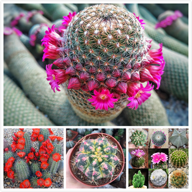 เมล็ดพันธุ์ โอพันเทีย บอนสี Cactus Mixed flower seeds บรรจุ 50 เมล็ด เมล็ดดอกไม้ ไม้ประดับ เมล็ดพันธุ์พืช ต้นดอกไม้ เมล็ดพันธุ์แท้ บอนสี​หายาก ต้นบอนไซ ต้นไม้ฟอกอากาศ เมล็ดบอนสี ดอกไม้ปลูก ต้นไม้มงคล กระบองเพชรถูกๆ เมล็ดแคคตัส succulent plants