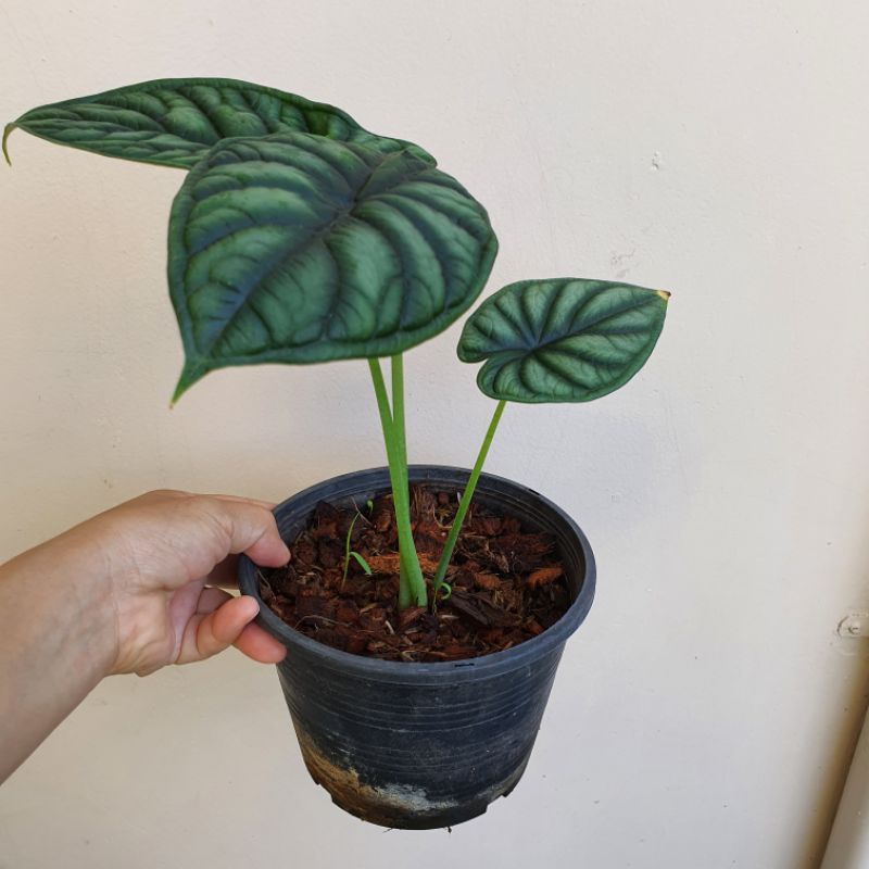 อโลคาเซย ดรากอนเสกล Alocasia Dragon Scale Lazada co th