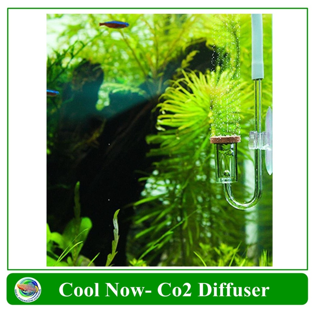 Cool Now CO2 Diffuser ตัวช่วยกระจาย CO2 Cool Now CO2 Diffuser ตัวช่วยกระจาย CO2