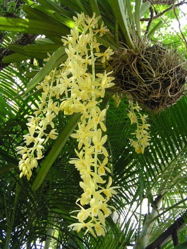 กล้วยไม้ กะเรกะร่อนเผือก กระถางแขวน 4 นิ้ว ไม้กอ มีประมาณ 3-4 ต้น กล้วยไม้หายาก เลี้ยงง่าย ปกตัวอย่างดอก ชอบแดด กำลังแทงช่อ 1 กระถาง/Taeng Suan