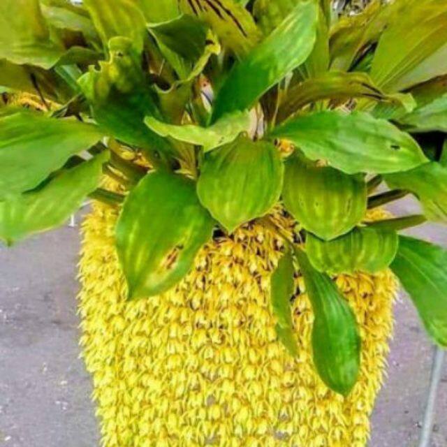 เอื้องสายเสริฐอินโด เอื้องสายเสริด (Coelogyne) ดอกมีสีขาวรืออมส้ม มีกลิ่นหอม ช่อดอกห้อยลงยาวประมาณ 70 ซม. กล้วยไม้จริงๆ orchid กล้วยไม้ /thaiorchid