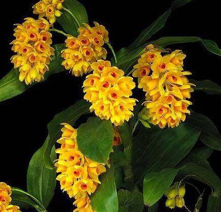 เอื้องจำปาน่าน Dendrobium sulcatum ไม้รุ่น ให้ดอกแล้ว กล้วยไม้ หายาก สีเหลือง สีส้ม กล้วยไม้ไทยหายาก