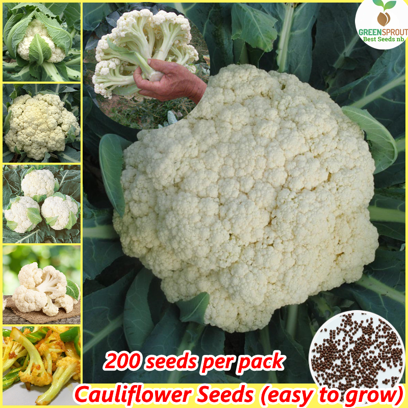 Cauliflower Seeds For Planting 1pack 200 Seeds High Yield Organic