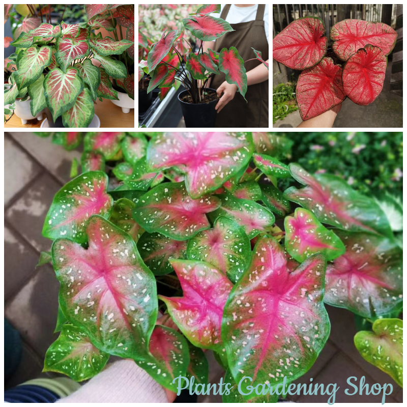 เมล็ดพันธุ์ บอนสี Caladium Seeds flower seeds บรรจุ 100 เมล็ด เมล็ดพันธุ์แท้ ต้นไม้มงคล เมล็ดพันธุ์พืช เมล็ดบอนสี บอนสีหายาก ต้นไม้ฟอกอากาศ ต้นไม้ประดับ ต้นดอกไม้สวยๆ เมล็ดดอกไม้ ต้นดอกไม้ ไม้ประดับ ต้นบอนไซ ดอกไม้ปลูก บอนสีราคาถูก real plants