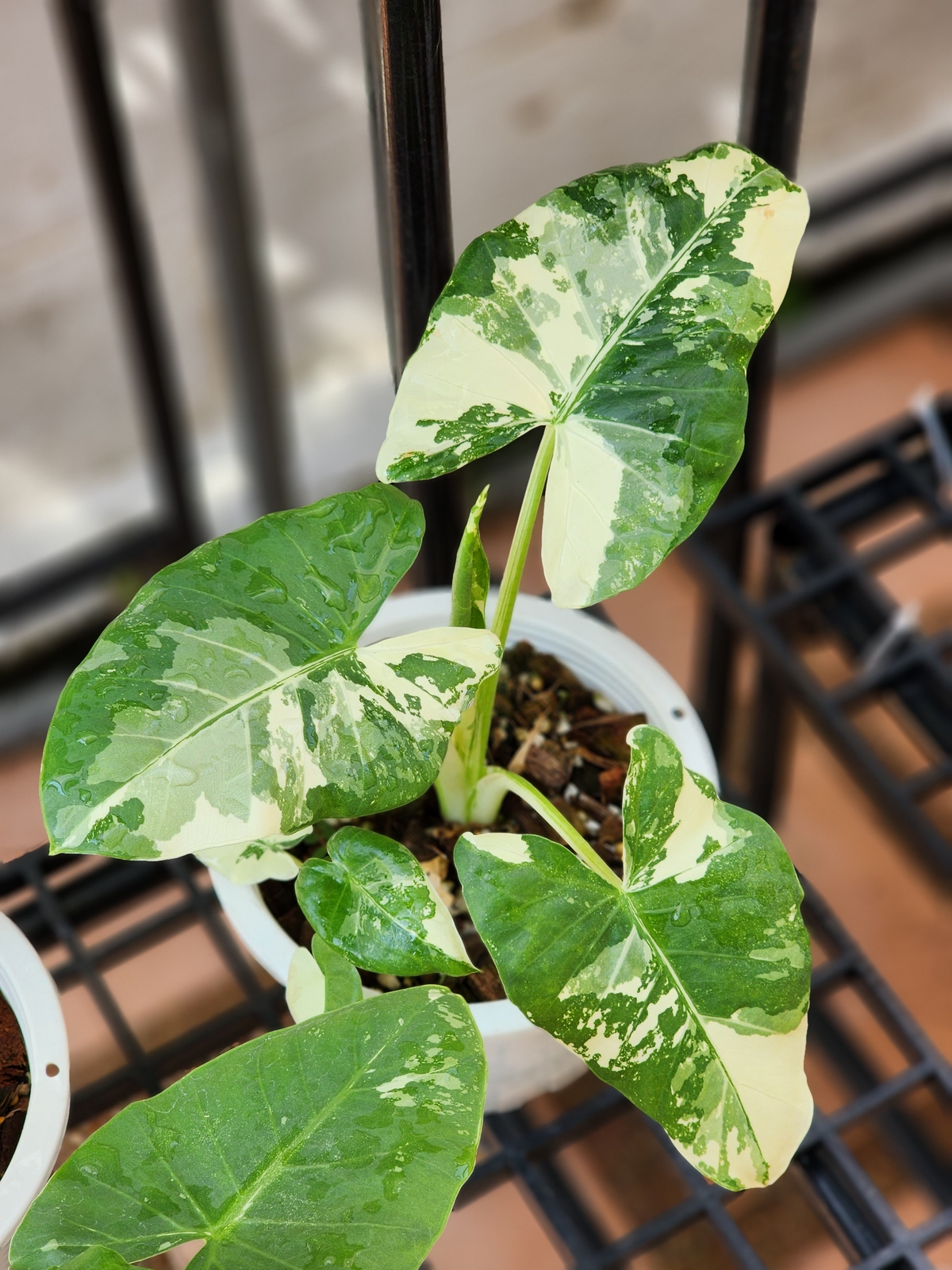 Alocasia Macrorrhizos Variegata