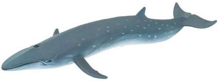 Safari Ltd. : SFR100098 โมเดล Sei Whale