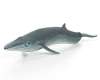 Safari Ltd. : SFR100098 โมเดล Sei Whale