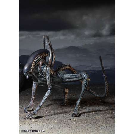 Figure ฟิกเกอร์ Anime เอเลี่ยน Alien ของสะสมหายาก อนิเมะ การ์ตูน มังงะ คอลเลกชัน จากการ์ตูนดังญี่ปุ่น ( New Collection ) ตุ๊กตาน่ารัก manga