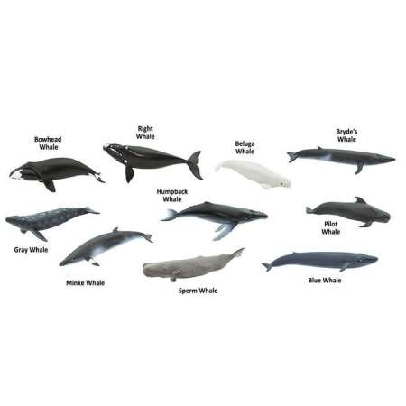Safari Ltd. : SFR100072 โมเดลสัตว์แบบแพ็คหลอด Whales