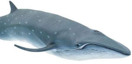Safari Ltd. : SFR100098 โมเดล Sei Whale