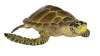 Safari Ltd. : SFR220229 โมเดลสัตว์ Loggerhead Turtle
