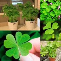 [Fast Germination] 200 seeds/pack Lucky Four Clover Leaf Plant Seed Ornamental Potted Plants Air Purifying Indoor Plants Real Plants Flowering Plants Seeds Home Gardening Seeds Flower Seeds Easy To Grow Singapore Live Bonsai Plant for Sale Garden Decor