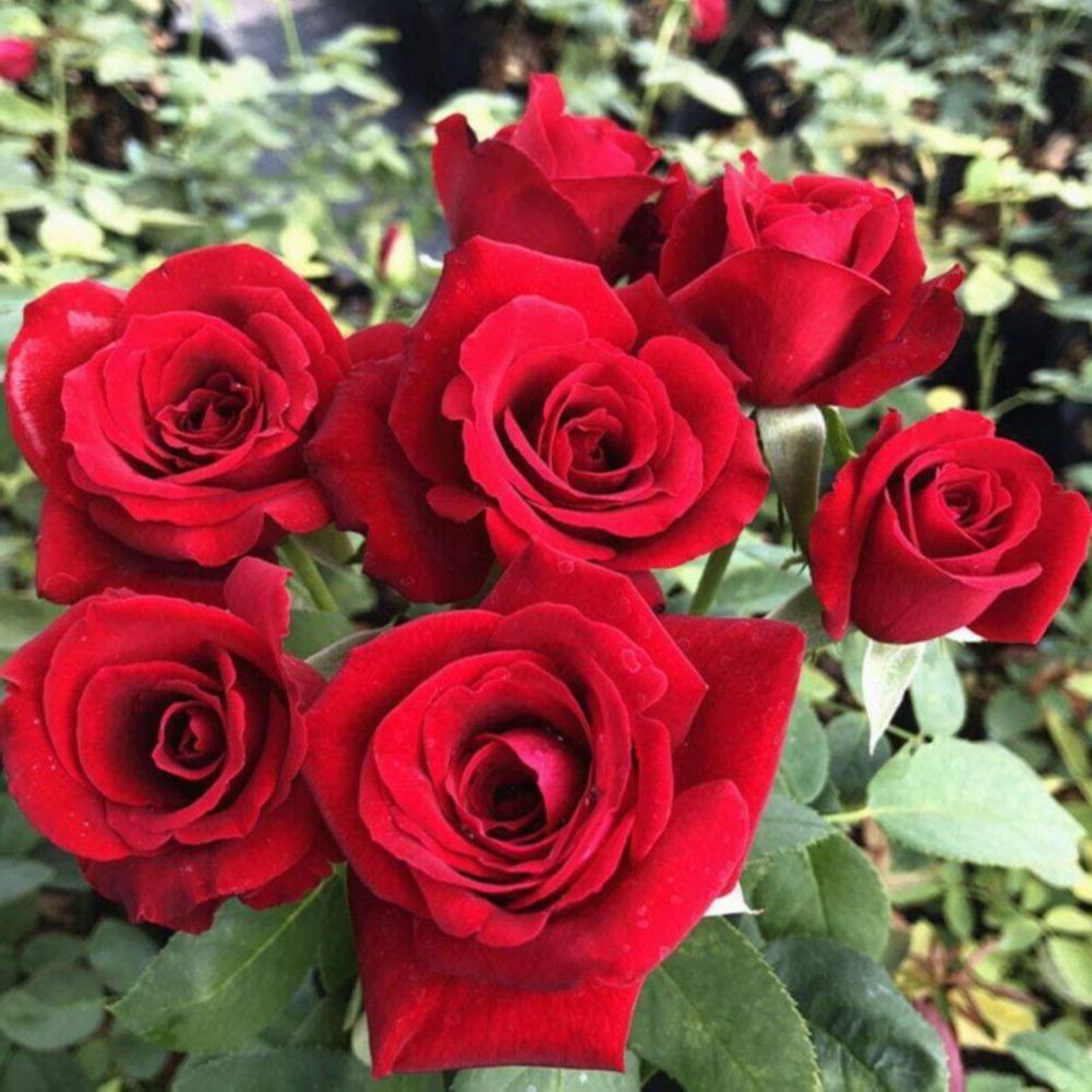 5 เมล็ด เมล็ดกุหลาบ สีแดง ดอกใหญ่ สายพันธุ์ของแท้ 100 เมล็ดกุหลาบ ดอก