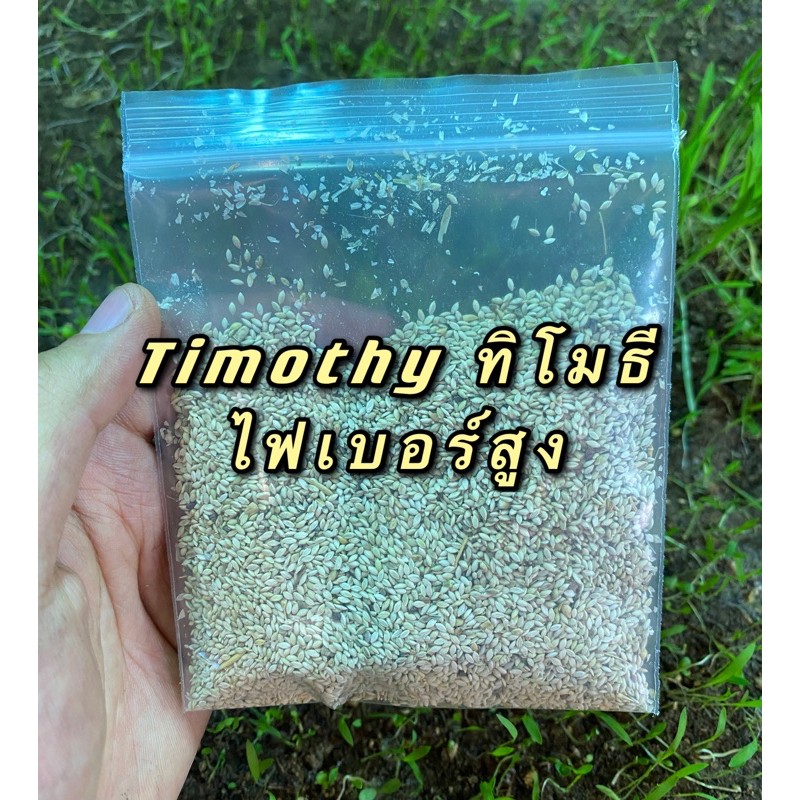 เมล็ดหญ้าทิโมธี Timothy อัลฟาฟ่า Alfalfa 30กรัม ปลูกหญ้าที่บ้านสำหรับให้เต่ากิน อาหารเต่าบก