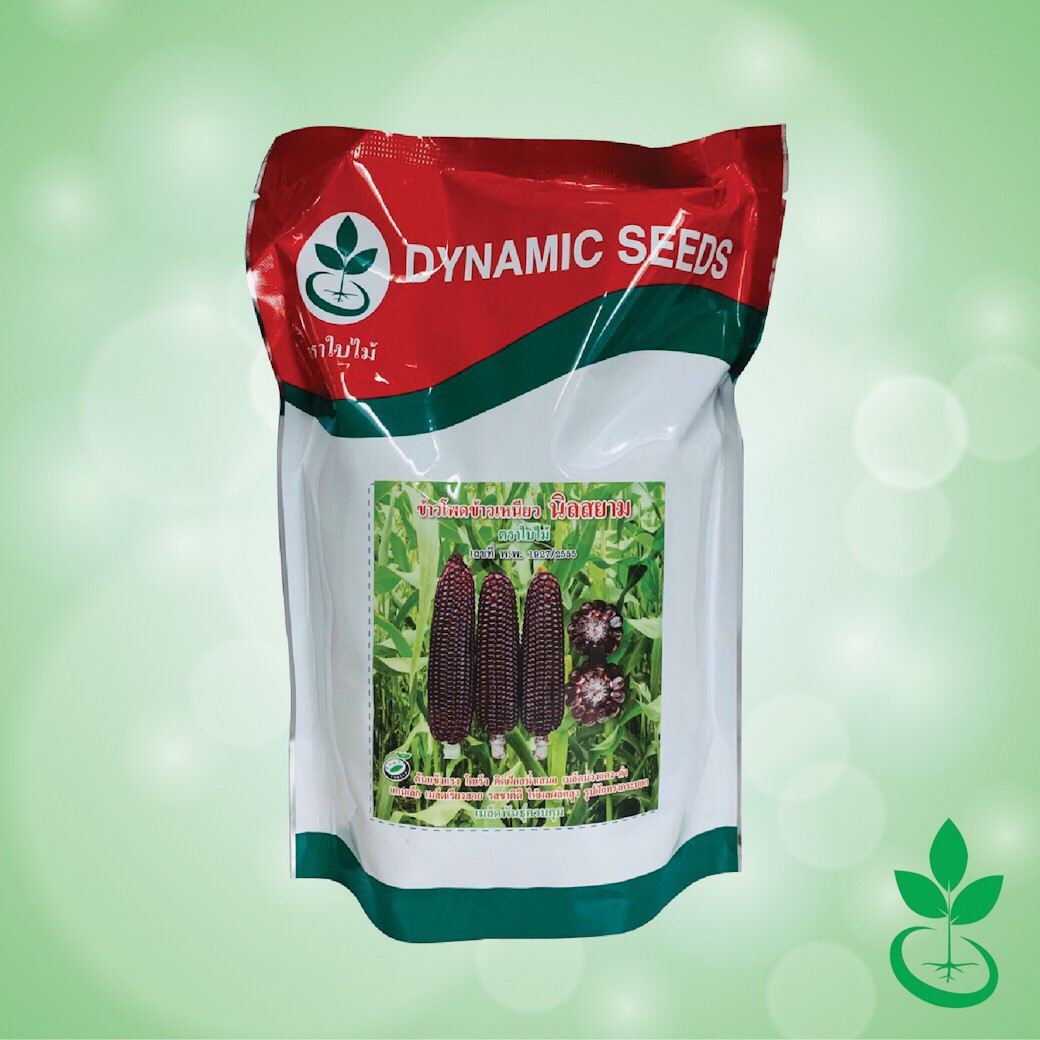 เมล็ดพันธุ์ข้าวโพดข้าวเหนียวสีม่วง นิลสยาม ตรา ใบไม้ ขนาด 1 กก. จำนวน 1 ซอง จาก ไดนามิคพันธุ์พืช Purple Waxy Corn seeds (Nil Siam) 1 kg from Dynamic Seeds