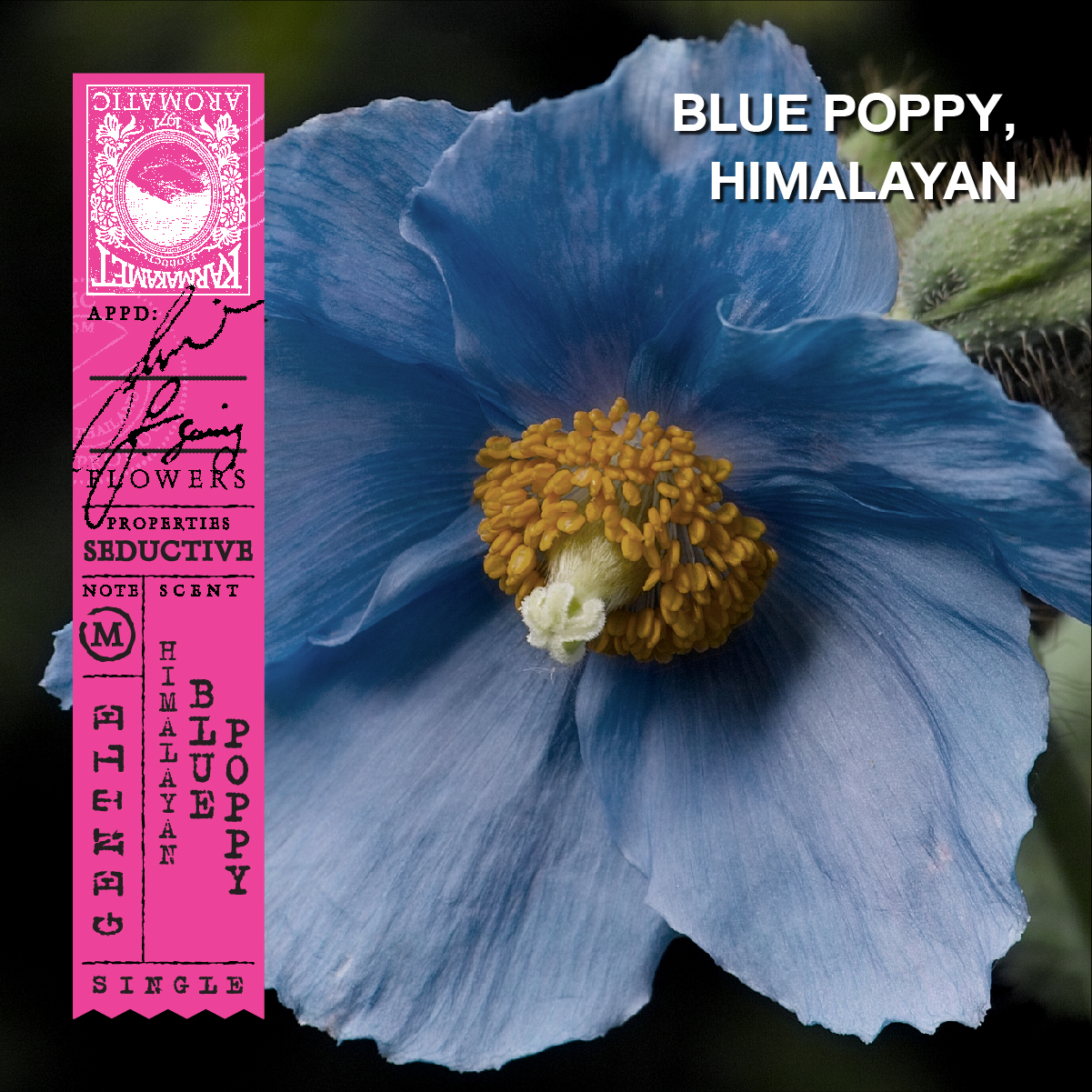 KARMAKAMET Original Room Perfume Diffuser / Single คามาคาเมต ก้านไม้หอมกระจายกลิ่น น้ำหอมบ้าน ก้านไม้หอม น้ำหอมปรับอากาศ บ้านหอม  กลิ่น Himalayan Blue Poppyปริมาณ (มล.) 200