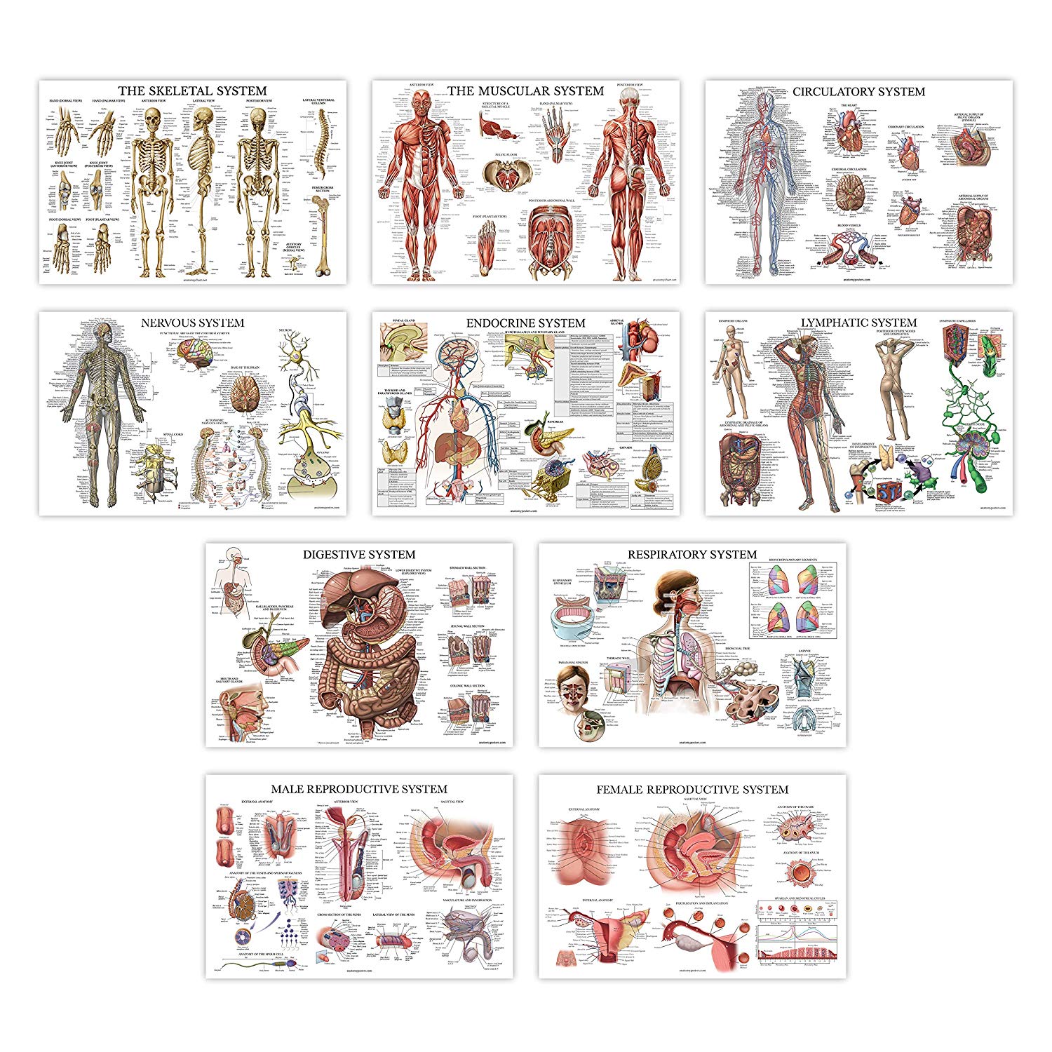 Anatomical : ANCAMZ001* โปสเตอร์รูปภาพ Anatomical Chart Anatomical Poster Set