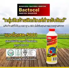 ภาพขนาดย่อของภาพหน้าปกสินค้าแบคโตเซล BACTOCEL 5001 300cc 1 ขวด รักษาน้ำในบ่อน้ำใส น้ำมีกลิ่นเหม็น จุลินทรีย์รักษาสภาพน้ำในบ่อปลา ป้องกันโรค น้ำขุ่น นำเขียว จากร้าน MICRO-BIOTEC Thailand. บน Lazada