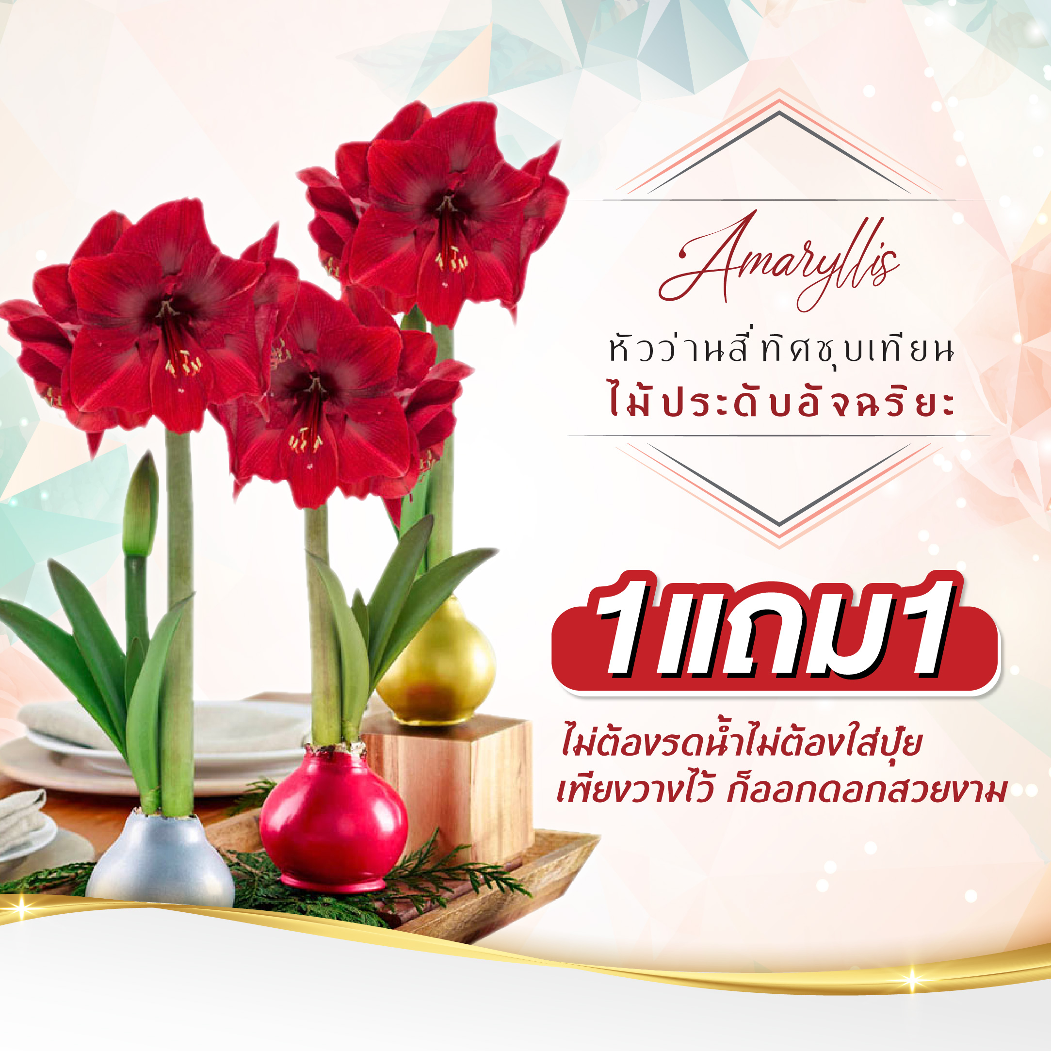 หัวอะมาริลิสชุปเทียน