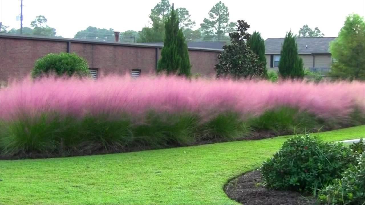 100 เมล็ดหญ้า หญ้าภูเขา หญ้าแพมพัส Pampas grass แปมปัส นำเข้าจาก USA