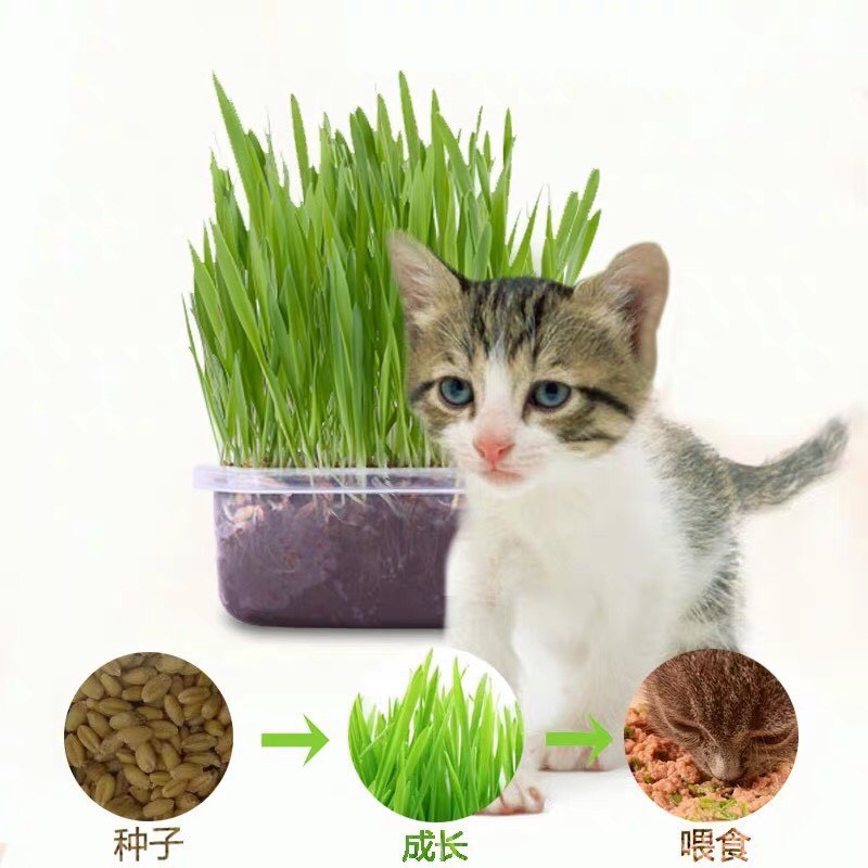 P158หญ้าแมวแบบกล่อง ครบชุดพร้อมปลูก ต้นอ่อนข้าวสาลี ปลอดสารเคมี นำเข้าสดใหม่