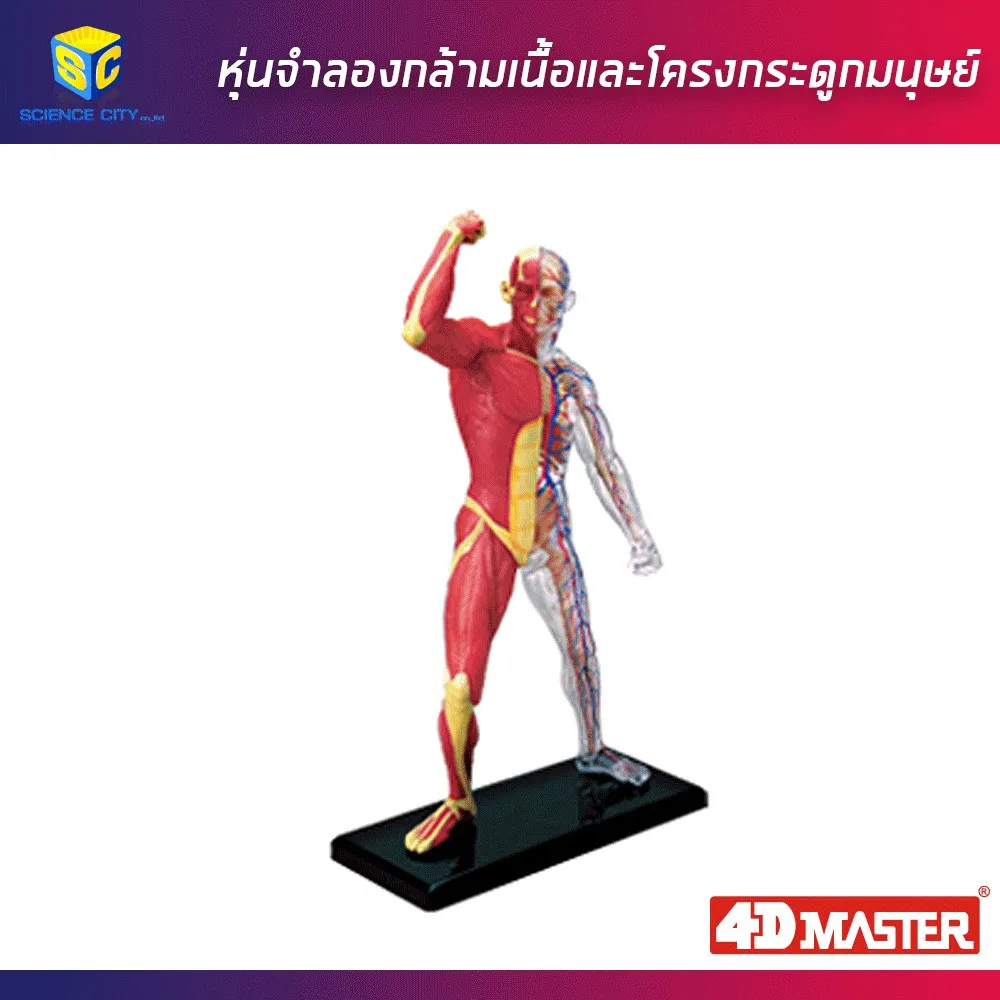 Best saller หุ่นแสดงกล้ามเนื้อและโครงกระดูกมนุษย์ อุปกรณ์วิทย์ ph meter กระดาษ ph เคมีภัณฑ์ อาหารเลี้ยงเชื้อจุลินทรีย์ beaker refractro meter PH test paper Mercury thermometer scitific intrument เครื่องแก้ว beaker หุ่นจำลอง centrifuge tube centrifug