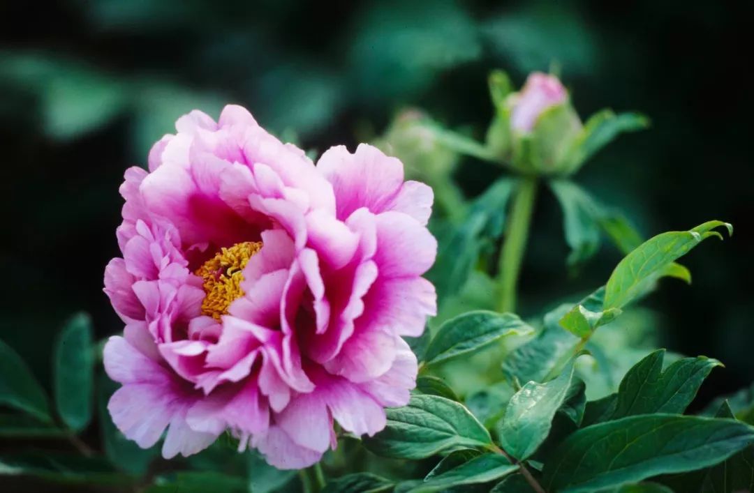 ดอกโบตั๋นบานต่อเนื่อง ปลูกง่าย ฟอกอากาศ บานทุกฤดู20pcs/bag Peony