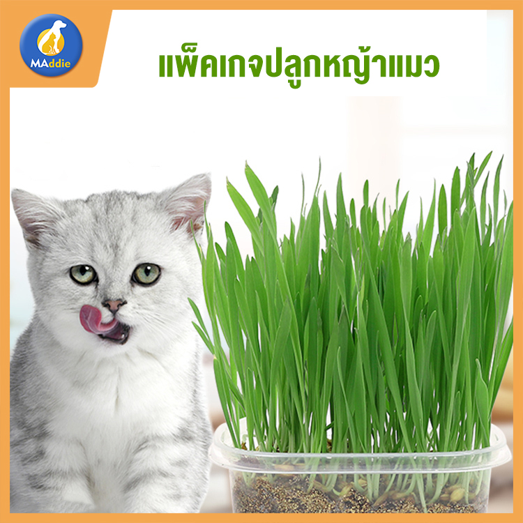Maddie ขนมแมว ชุดหญ้าแมว (รวมกล่อง + ดิน 2 ห่อ + เมล็ดพืช 3 ห่อ) ข้าวสาลีออร์แกนิคพันธ์ฝาง (หญ้าแมว)พร้อมปลูก LI0244