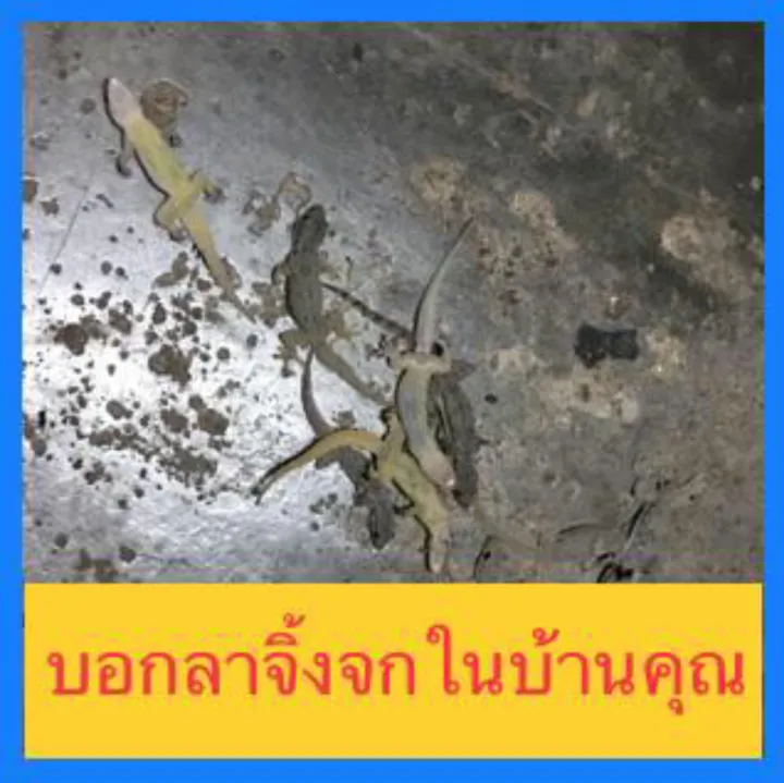 ส งด วนท กว น กำจ ดจ งจก กำจ ดแมลงสาบ คร มกำจ ด จ งจก ต แก และแมลงสาบจำนวน1ขวด ขนาด 30 มลใช ง ายแค ป ายใกล ๆหลอดไฟท จ งจกหาก น