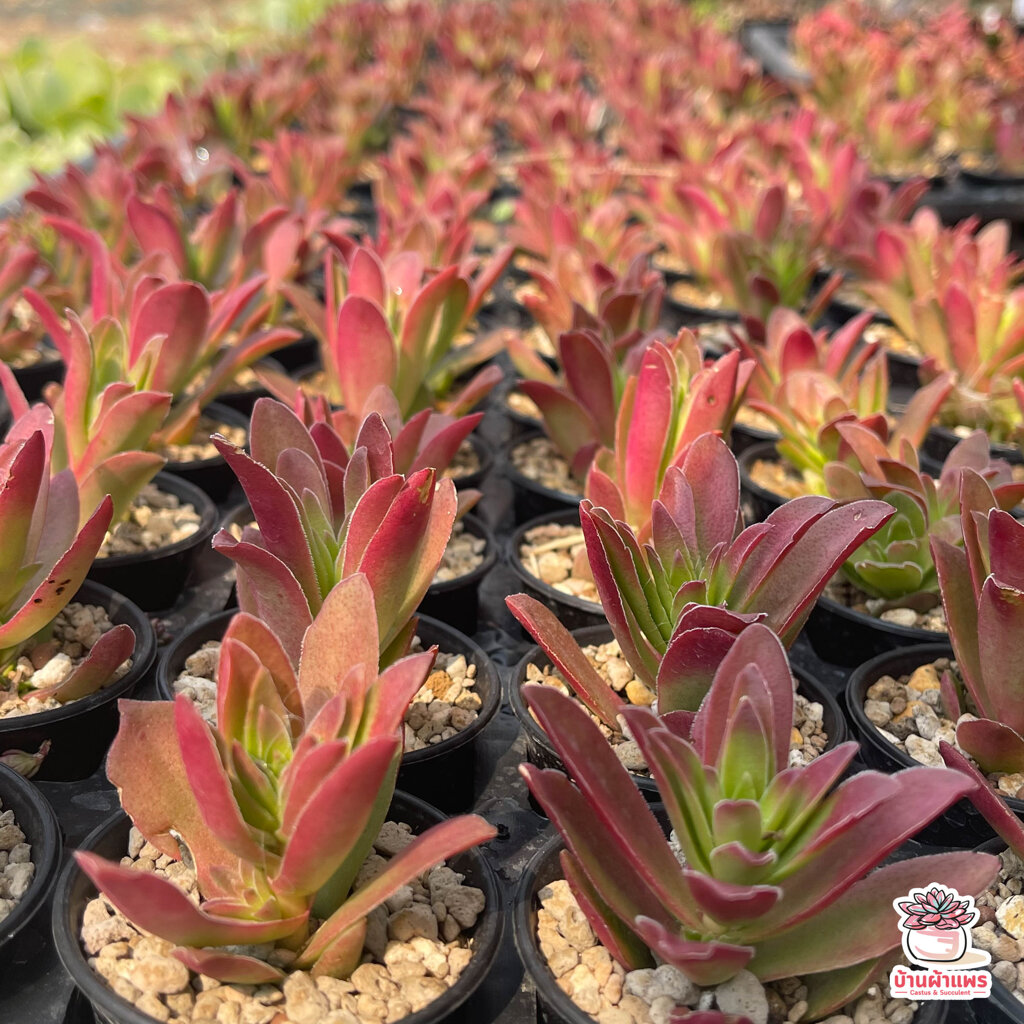 Crassula capitella Campfire ไม้อวบน้ำ กุหลาบหิน Cactus&Succulent หลากหลายสายพันธุ์