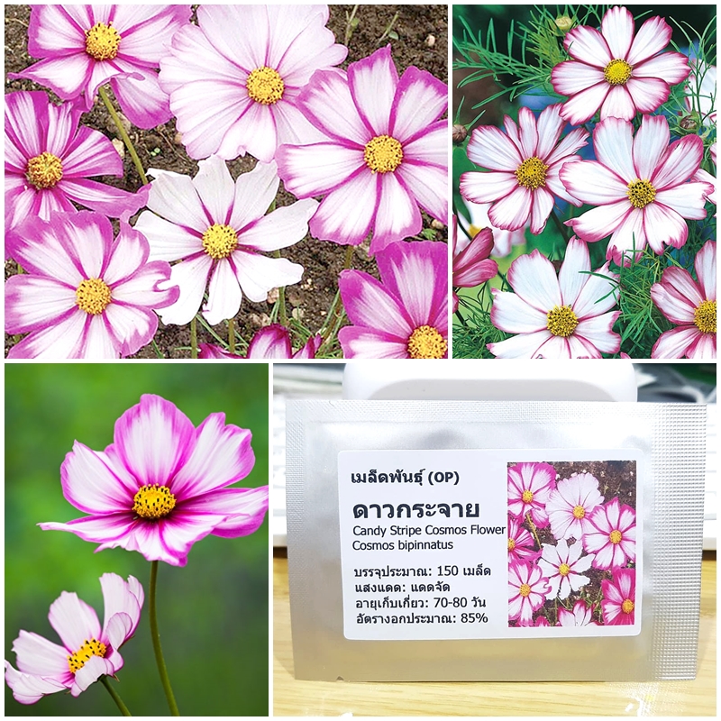 เมล็ดพันธุ์ ดาวกระจายแคนดี้สตริป (Candy Stripe Cosmos Flower Seed) 150 ...