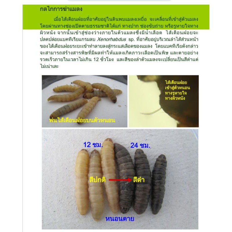 [ ของมีจำนวนจำกัด ] ไส้เดือนฝอยชีวภัณฑ์อินทรีย์ 4 ถุง 119 กำจัดศัตรูพืช ...