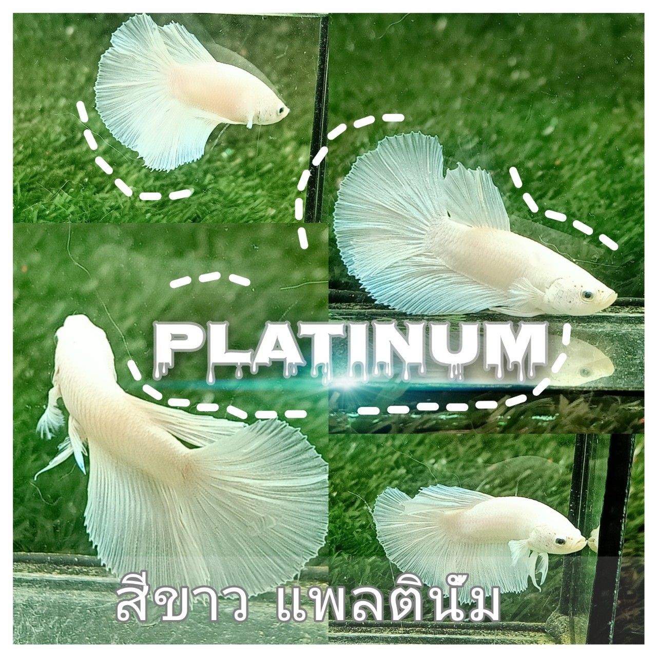 ปลากัด ฮาฟมูน สีขาวแพทตินั่ม (Platinum Betta longtail Premium) 1ตัว มีประกันสินค้า