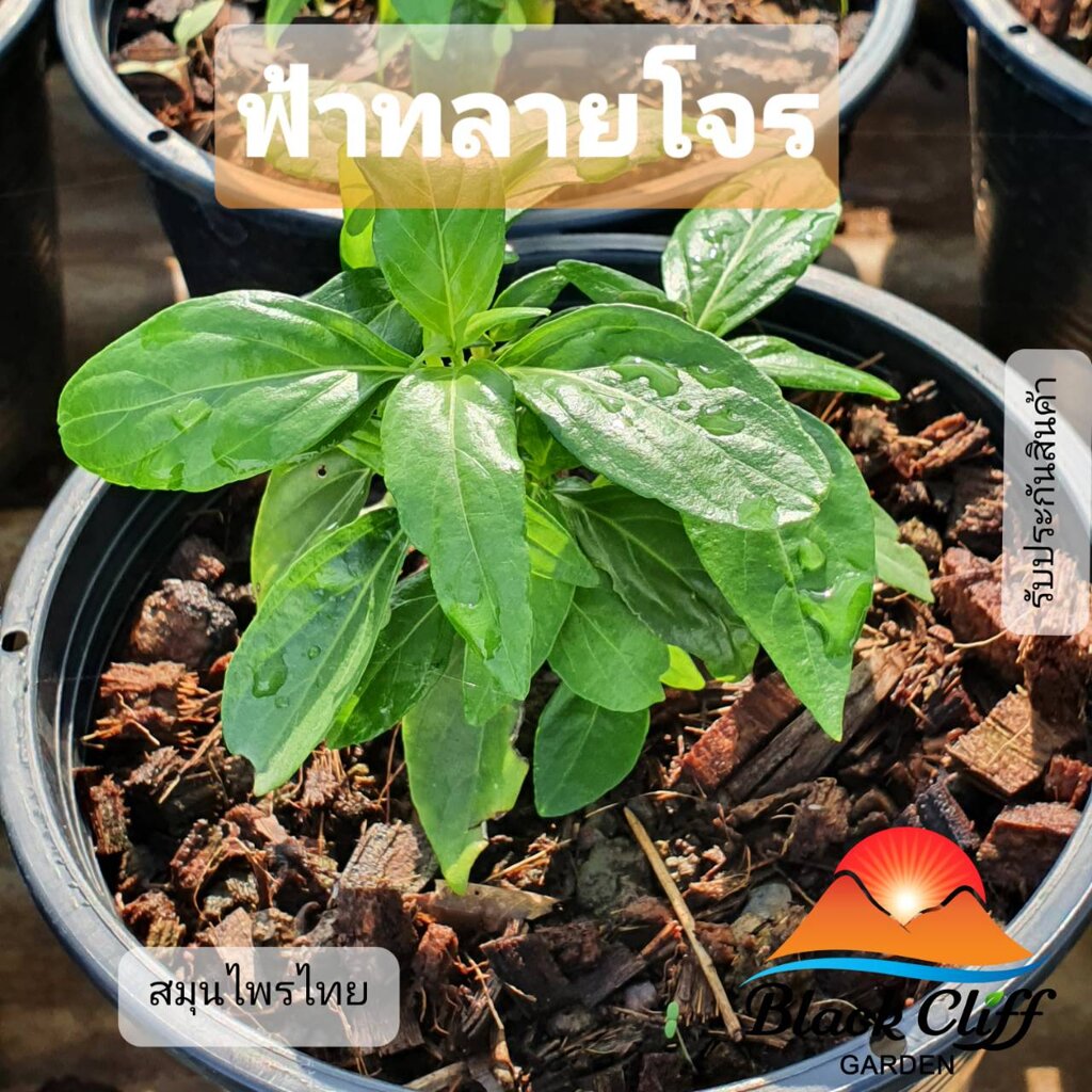 My Image 26
