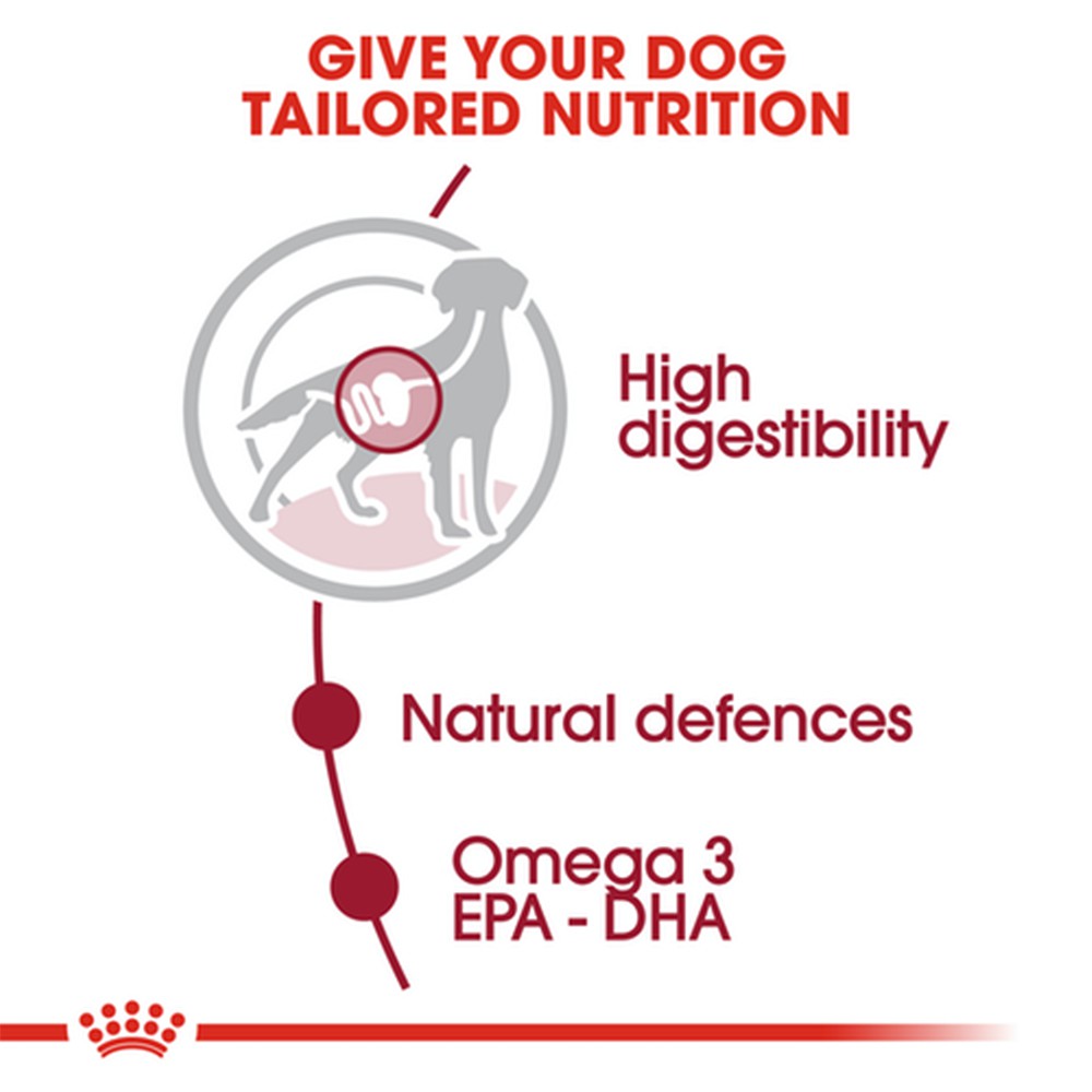 dog-feeding-guides-advice-from-dog-experts-purina-us