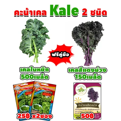 {แถมคู่มือฟรี} [ชุด 3 ซอง] เมล็ดพันธุ์ คะน้าเคล Kale 2 ชนิด เคลใบหยิก 500เมล็ด เคลสีแดงม่วง 150 เมล็ด สการ์เล็ตเคล scarlet kale