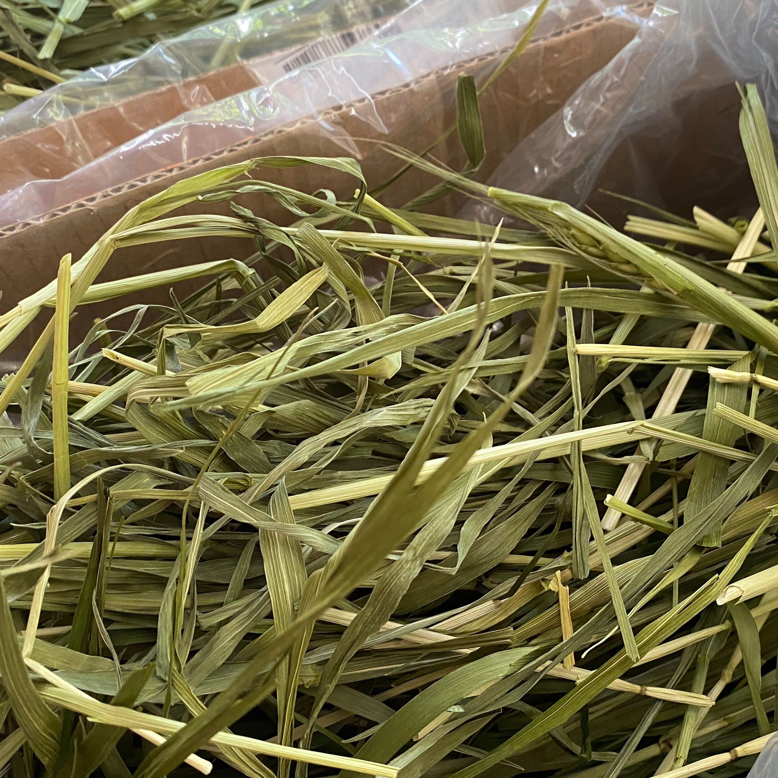 Pinokkio jinsiy aloqa haqida multfilmlar