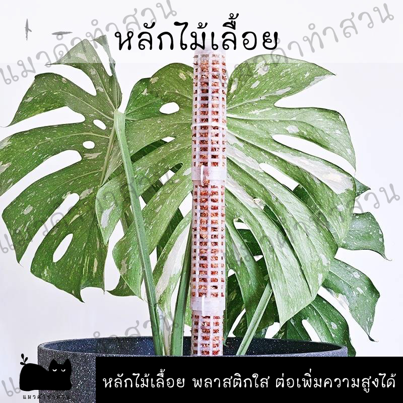 หลักไม้เลื้อย เสาไม้เลื้อย หลักพลาสติกสำหรับไม้เลื้อย ต่อความสูงได้ *สีใส*
