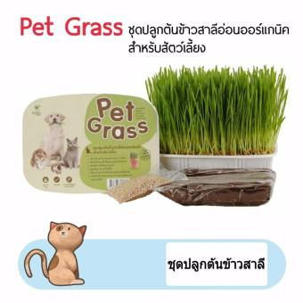 Pet Grassหญ้าปลูก ข้าวสาลี ชุดปลูกต้นข้าวสาลีอ่อนออร์แกนิค สำหรับสุนัข แมวและสัตว์เลี้ยง