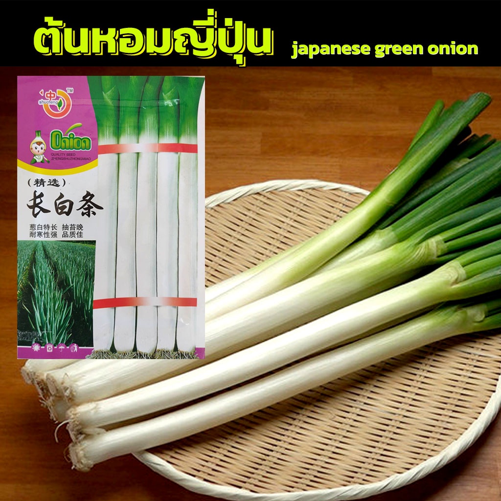 [1200+ เมล็ด] เมล็ดต้นหอมญี่ปุ่น เมล็ดพันธุ์ ต้นหอมญี่ปุ่น เมล็ดต้นหอม ต้นหอมยักษ์ ญี่ปุ่น