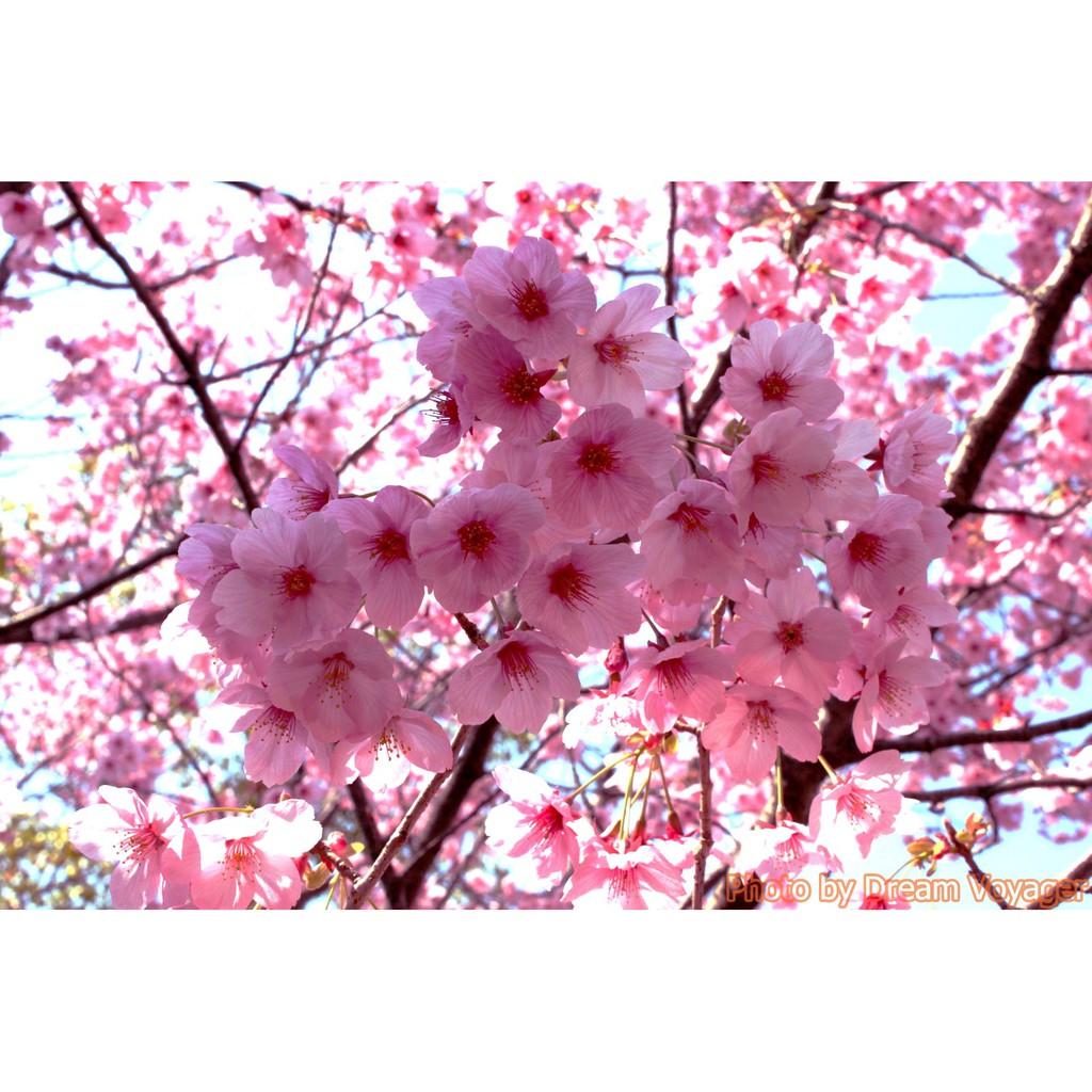 เมล็ดพันธุ์ ต้นซากุระ 10 เมล็ด ดอกซากุระ ซากุระ ต้นไม้ ญี่ปุ่น สวน ตกแต่งสวน Sakura การเพาะเมล็ด บอนไซ​