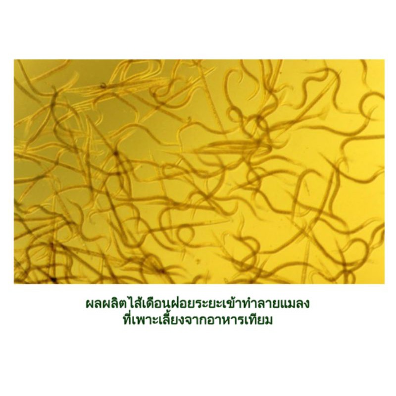 [ ของมีจำนวนจำกัด ] ไส้เดือนฝอยชีวภัณฑ์อินทรีย์ 4 ถุง 119 กำจัดศัตรูพืช ...