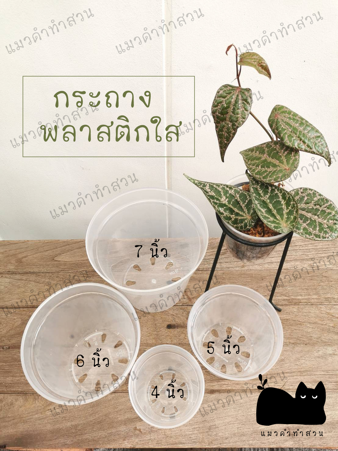 กระถางใส กระถางพลาสติกใส ขนาด3 4 5 6 7 นิ้ว สินค้าพร้อมส่งจากไทย กระถางใสไว้ดูราก