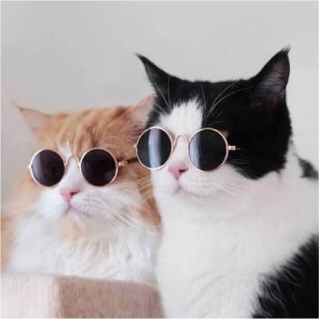 ☜◈✥  แว่นตาแมว แว่นหมา แว่นแมว แว่นสัตว์เลี้ยง