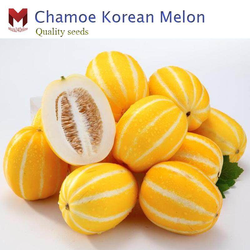 เมล่อนเกาหลี ชาแมร์ Chamoe Korean Melon รสหวานกรอบ (20เมล็ด) Lazada.co.th