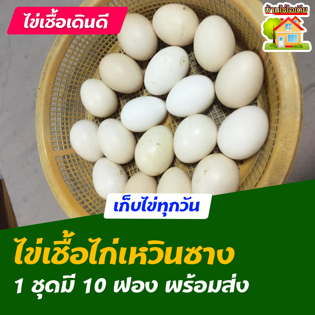 ไข่เชื้อไก่เหวินซาง ไก่ไหหลำ สำหรับการฟัก 10 ฟอง